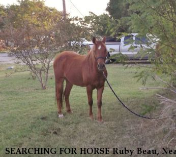 SEARCHING FOR HORSE Ruby Beau, Near Jonesborough, TX, 76538